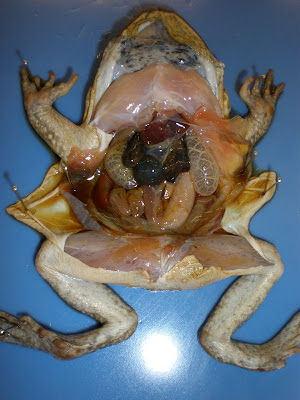 I am not an animal: Toad dissection labeled diagram of mouth 