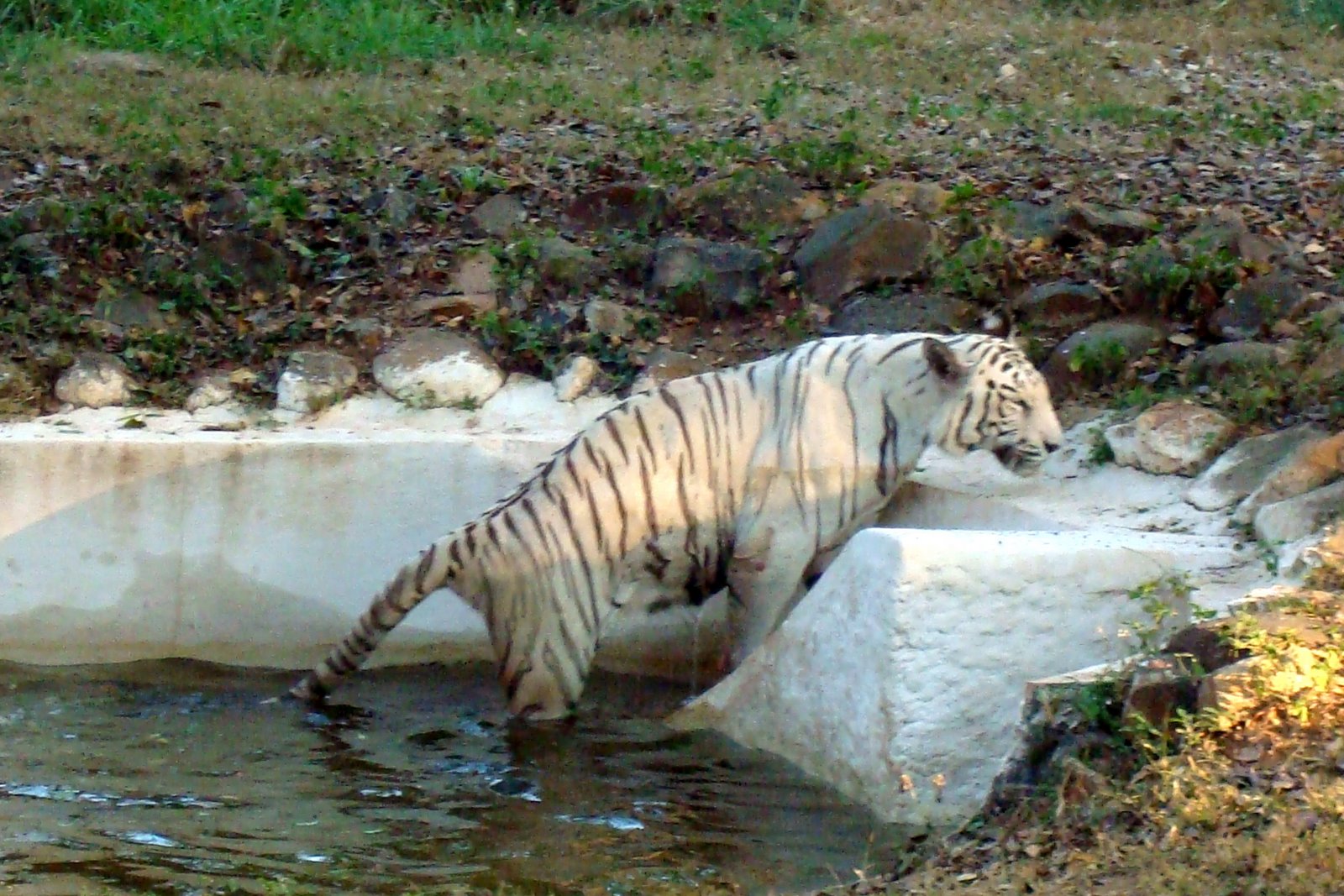 [mysore+2009+007-1.jpg]