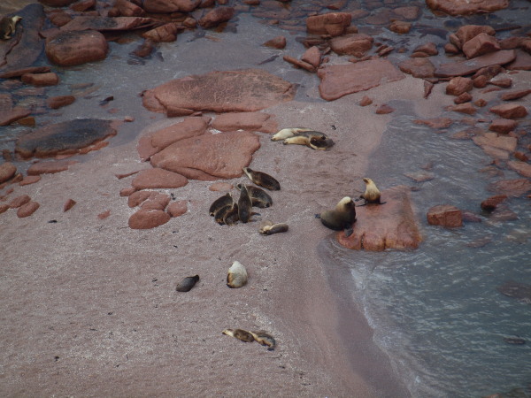 Newsomes' Dash: 1 Apr 10 – Perlubie Beach, Streaky Bay