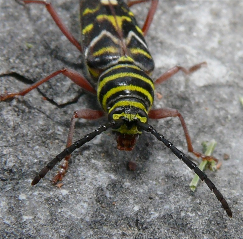 Ohio Birds and Biodiversity Painted Hickory Borer