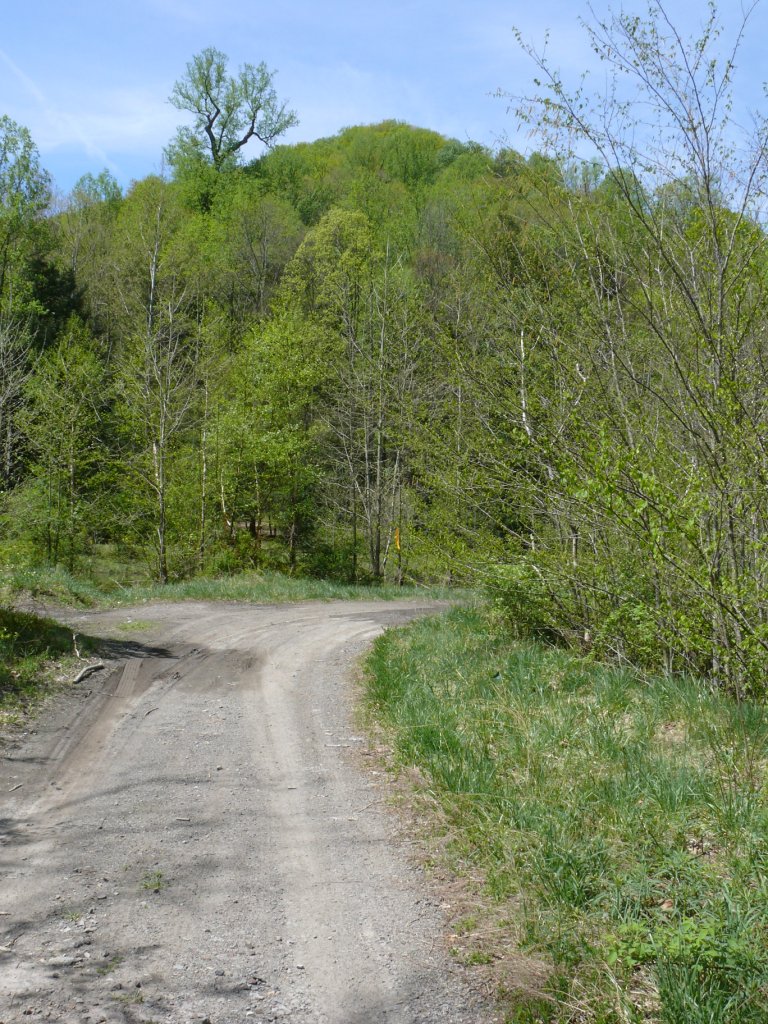 Ohio Birds and Biodiversity Muddlety stuff