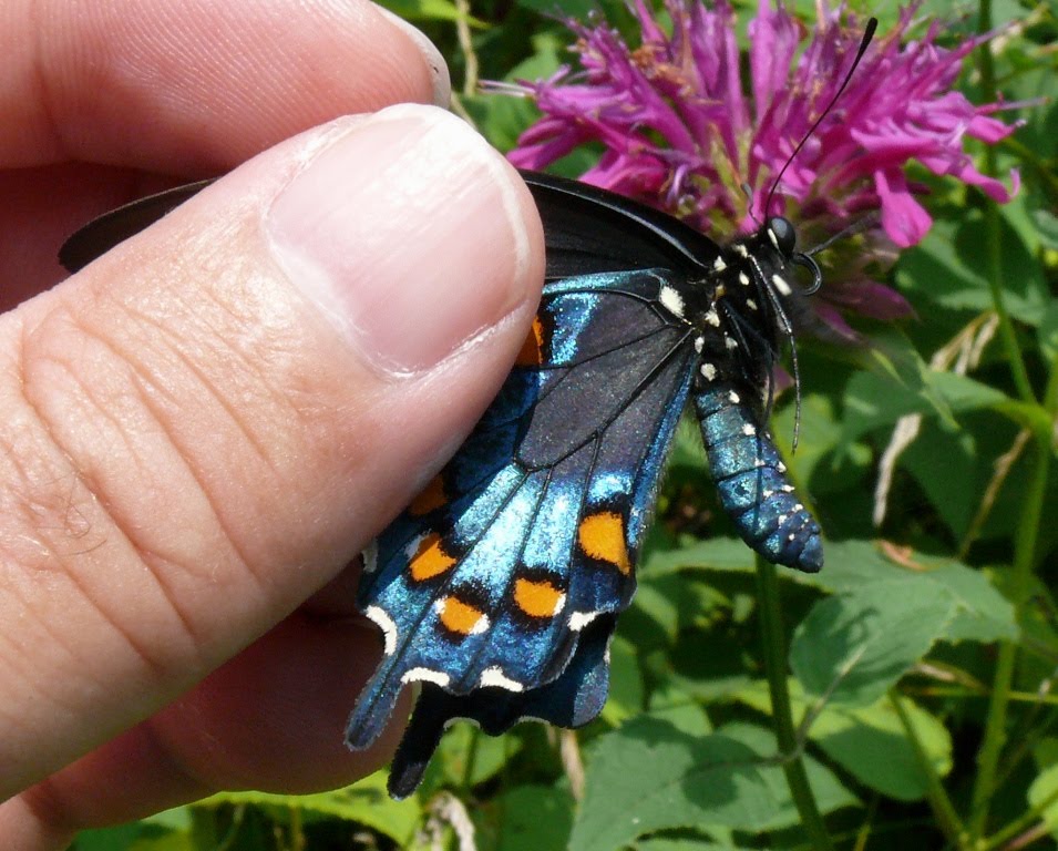 Ohio Birds and Biodiversity An explosion of butterflies