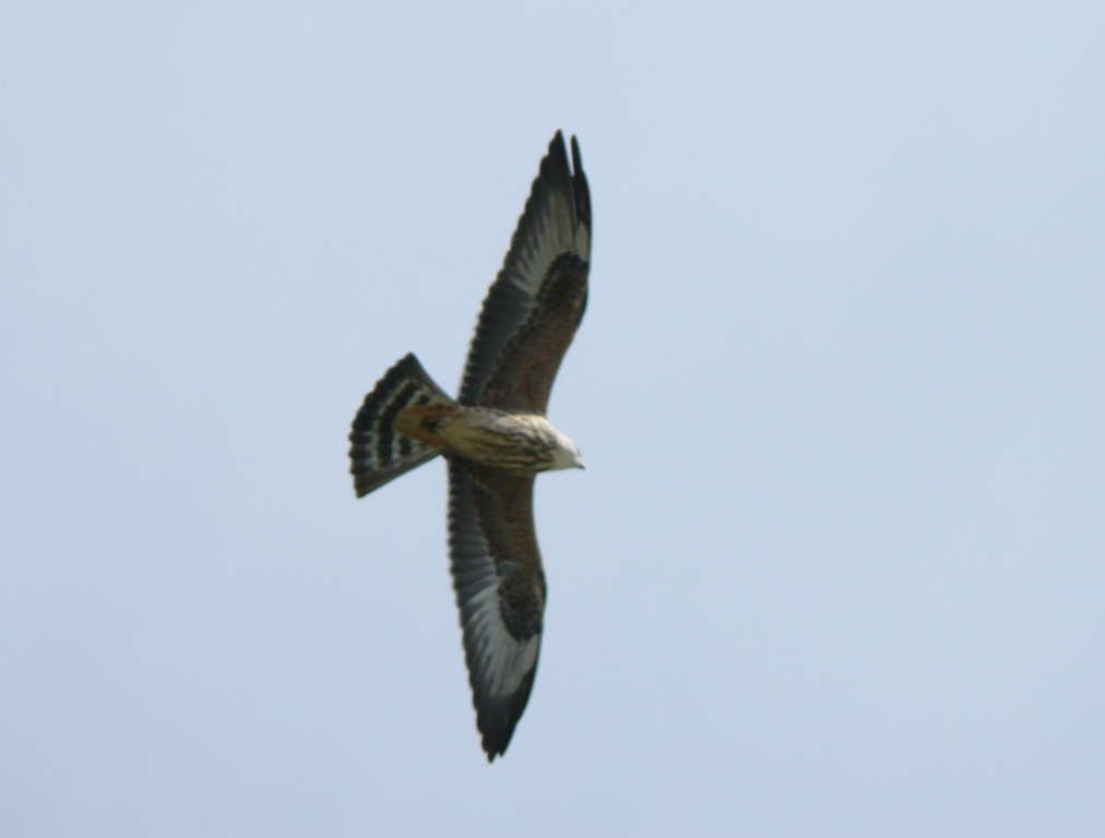 Ohio Birds and Biodiversity Kite day success!