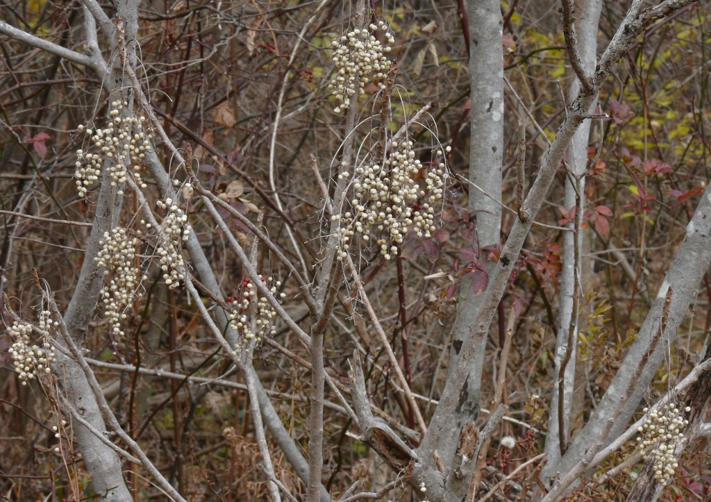 Twin Tattoo poison sumac plant