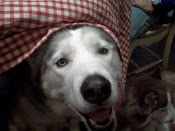 My Jersey Dog