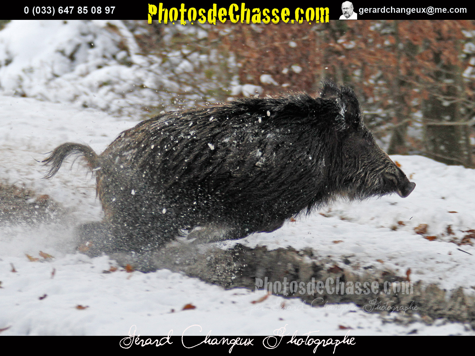 Image De Chasse Au Sanglier Drole Image De Chasse Au Sanglier Drole