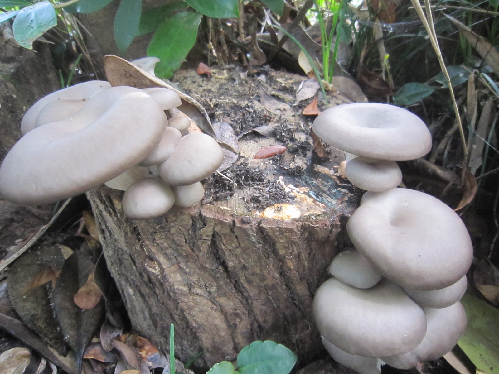 平茸の栽培方法 | ヒラタケの作り方 – カキツバタの育て方 – NXFJO