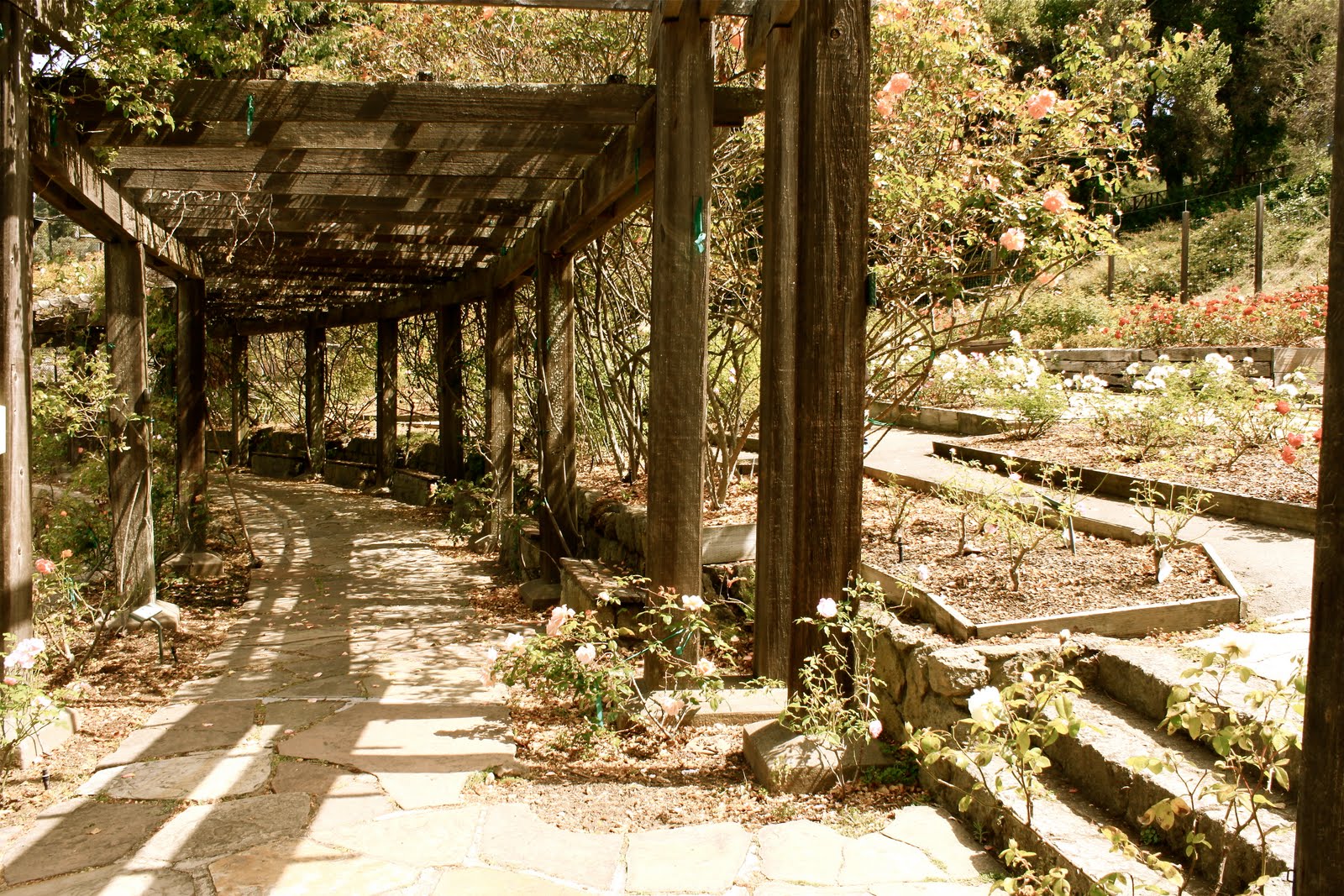 NSLC Photography San Francisco Berkeley Rose Garden by Taylor Bandy