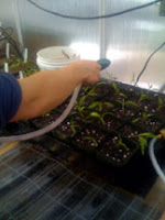 watering pepper seedlings
