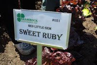 sweet ruby lettuce