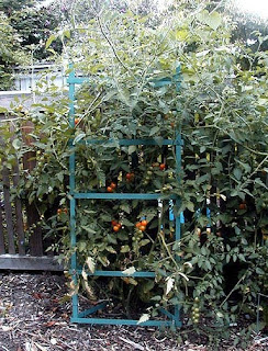 tomato cages in the garden