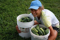 endeavor pickling cucumbers harvest