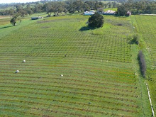 Aerial view of the vineyard