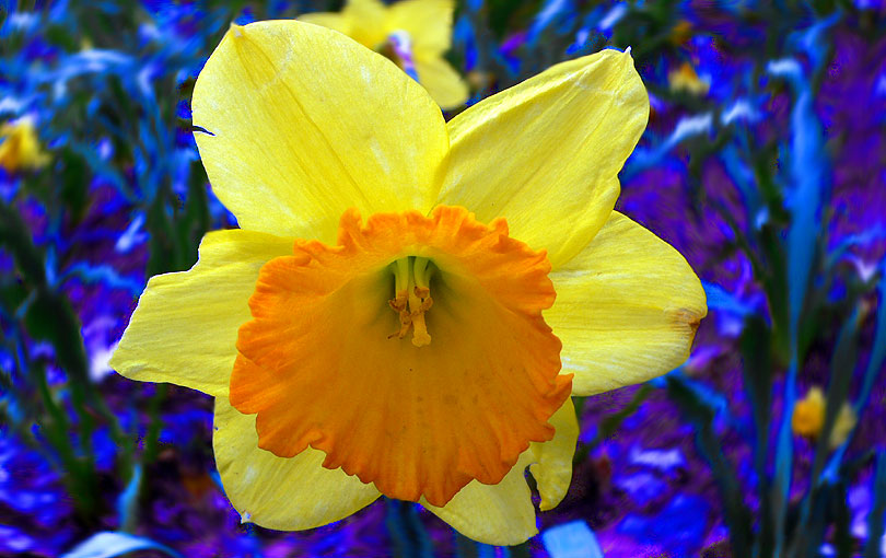 narcissus narcis narciso flor flower natura naturaleza planta amarillo groc yellow