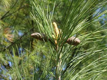 pine shoot
