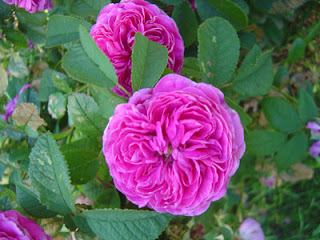 heirloom rose