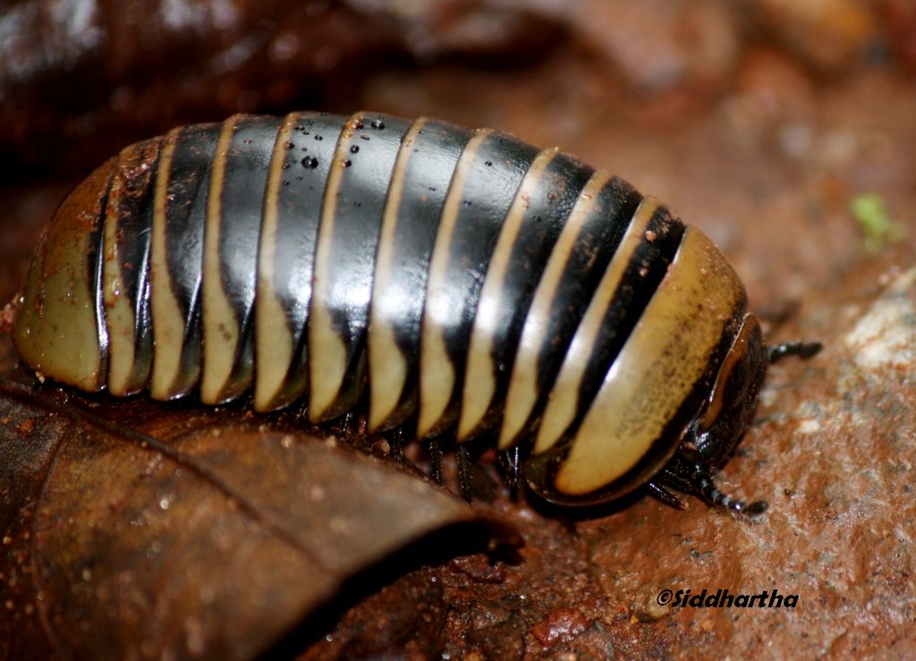 Simply Siddhartha: Insect Life in Dandeli- Anshi Tiger Reserve.