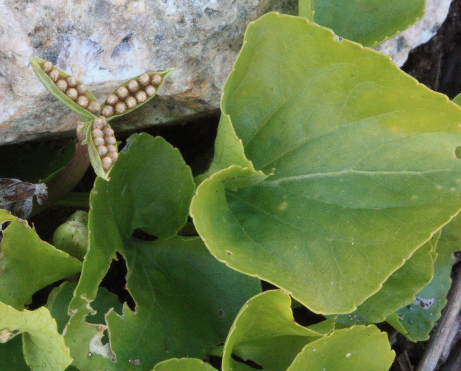The Clueless Gardeners A Garden Blog Collecting Violet Seeds