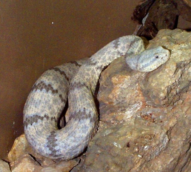 Animal Picture: Banded rock rattlesnake
