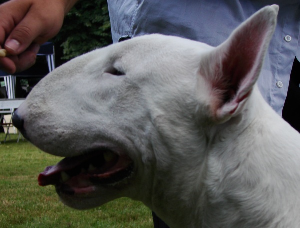 Duke Bull Terrier: Cabeza y mordida del bull terrier