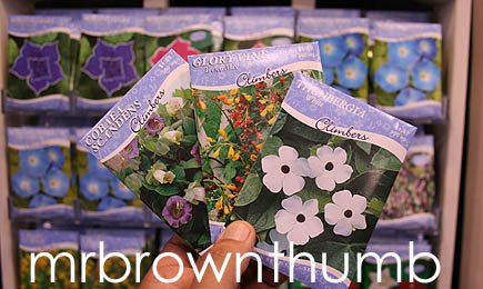 [Livingston+Seed+Climbing+Flowers.jpg]