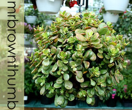 [Jade+topiary+ball.jpg]