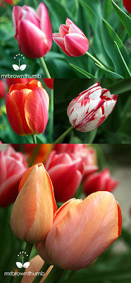 cheap tulips, spring garden bulbs