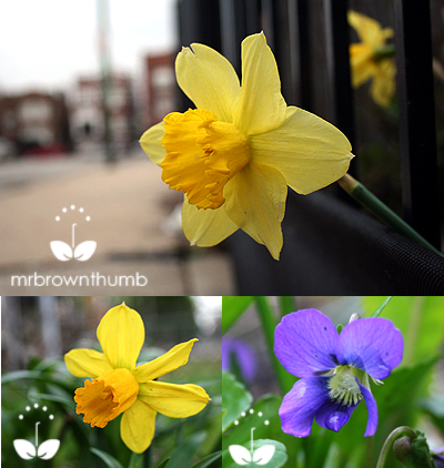 [Daffodil+with+wild+violet+and+minature+daffodil.png]