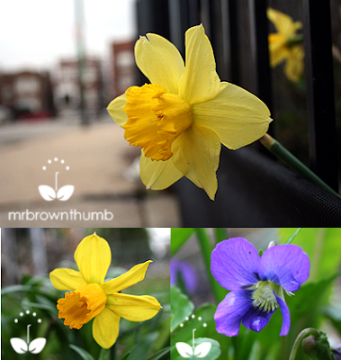 spring garden bulbs, daffodils, wild violet