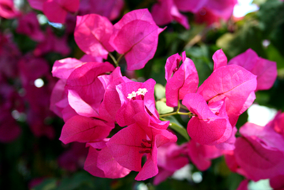 [Bougainvillea+Garfield+Park+Conservatory.png]