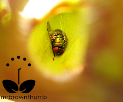 [Pitcher+Plant+with+trapped+Fly.png]