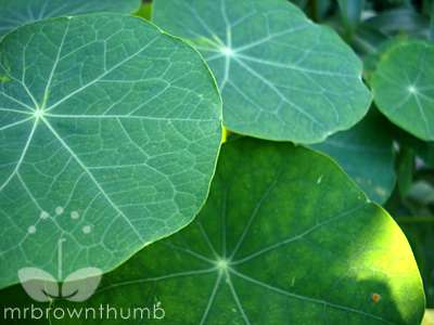 [Climbing+nasturtium+leaves.png]