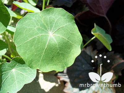Nasturtium foliage