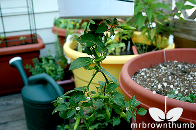 homemade upside down planter
