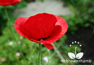 Flanders red poppy flower