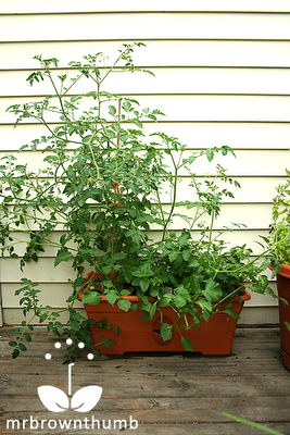 The Garden Patch Grow Box, urban farm in small space