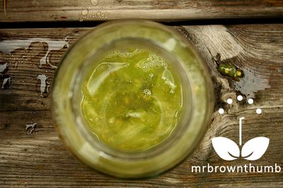 Heirloom tomato seed saving add water