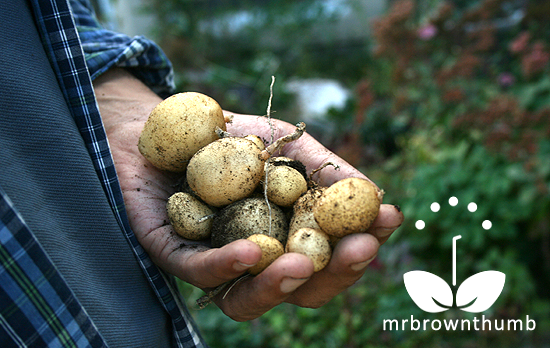 Harvesting potatoes grown in a bucket