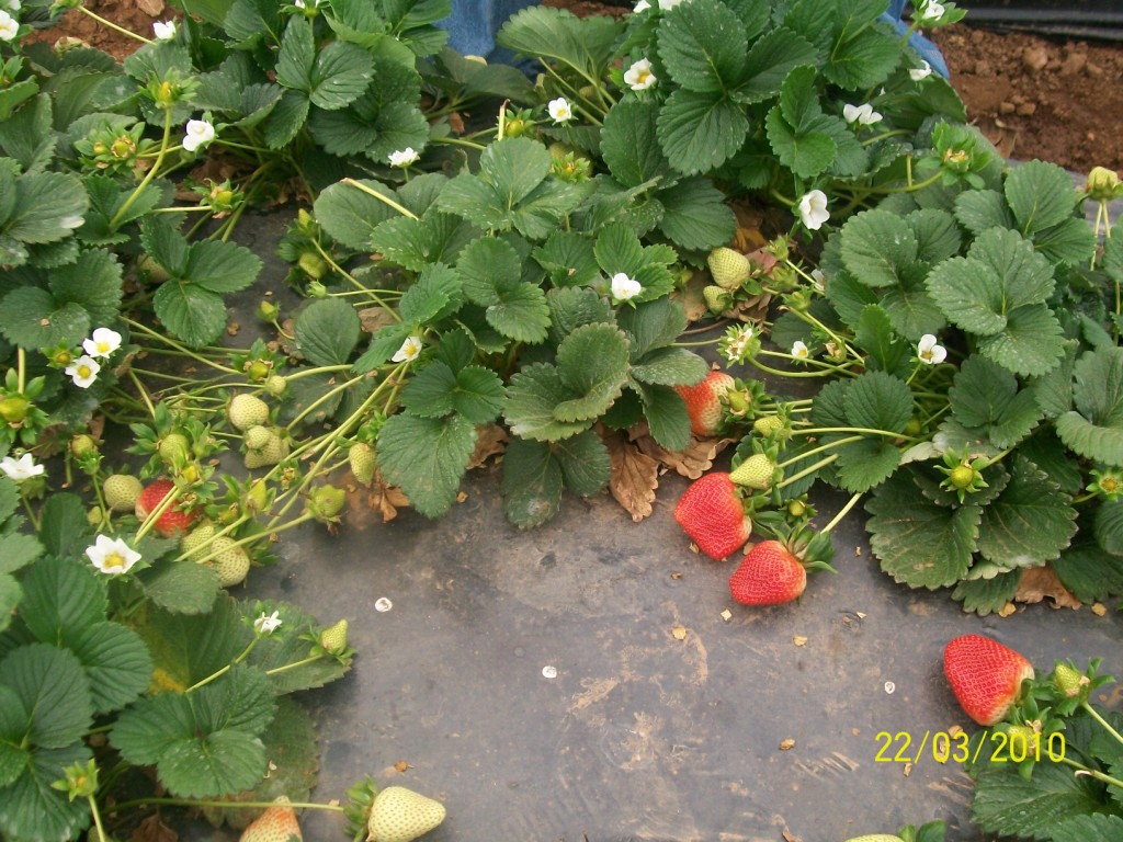 baja california y su naturaleza cultivos en Baja california