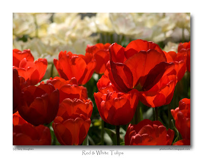 Blood red tulips