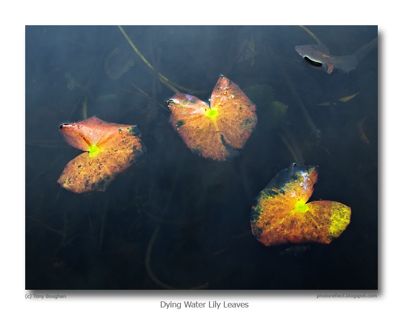PhotoReflect Dying water lily leaves