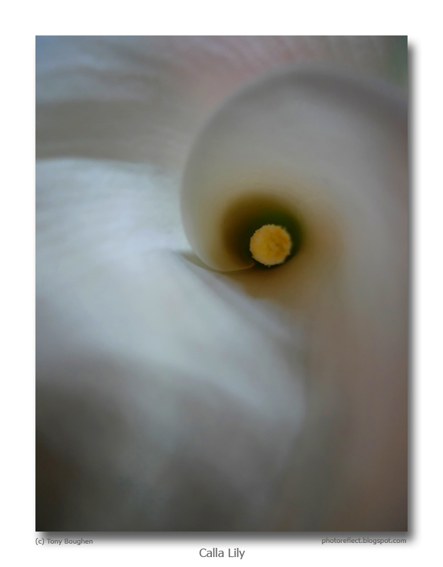 PhotoReflect: The Calla Lily
