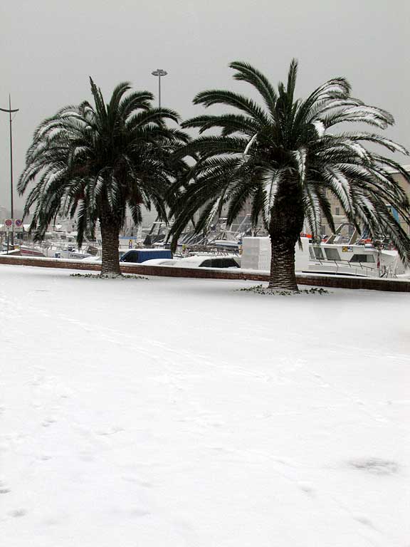 Here is our Fortezza Vecchia dusted with white Palm trees snow Livorno