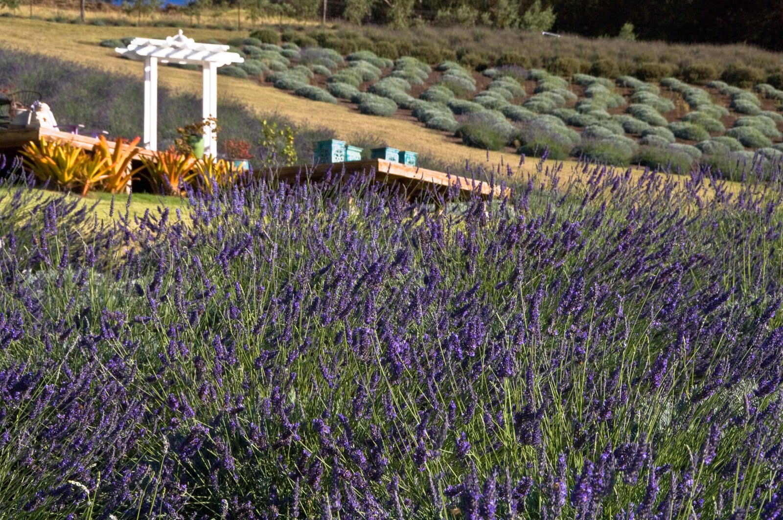 Hawaii FYI Photo of the day Alii Kula Lavender
