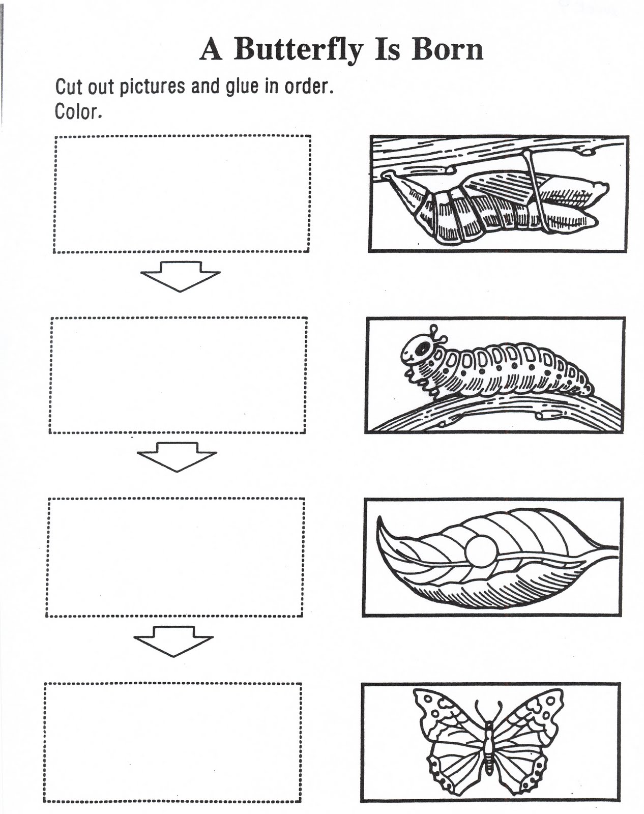 2nd-grade-butterfly-life-cycle-worksheet-junanlus-traciones