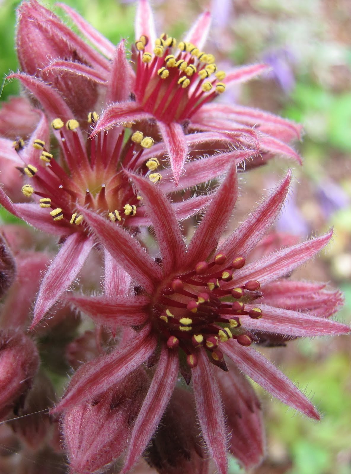 With sedum chubby fingers