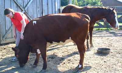 [Jodi+Horse+Cow.jpg]