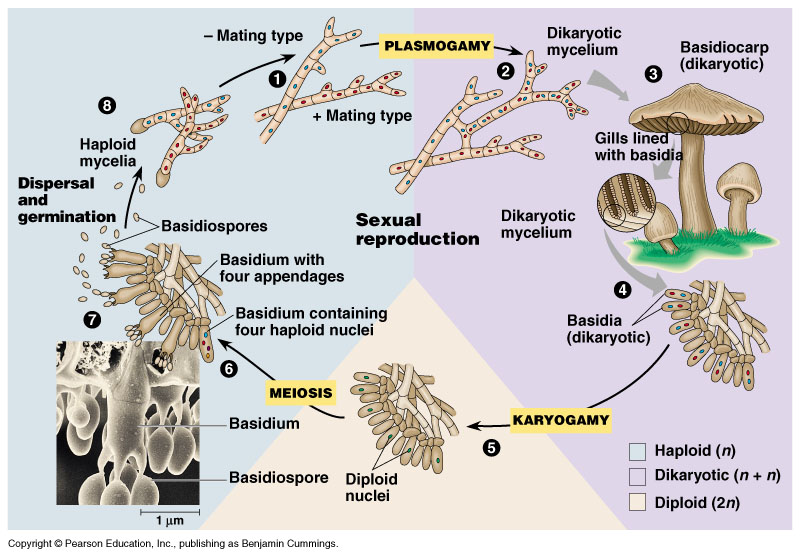 Materi Fiswan dan Mikrobiologi: FUNGI