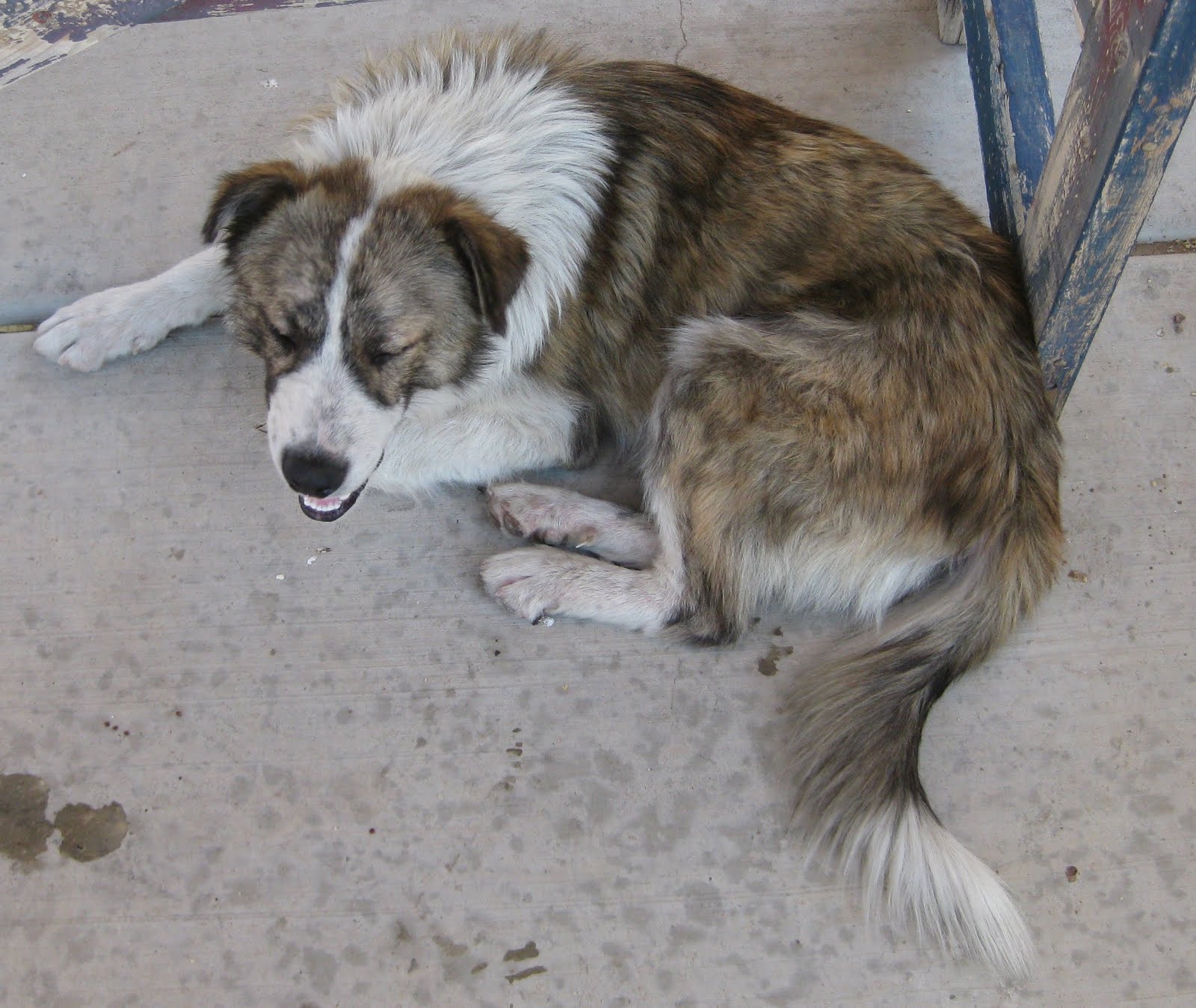 Marathon Pundit Four Corners Furtherance The dogs of Kayenta