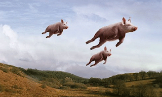 Image result for Pigs do fly!